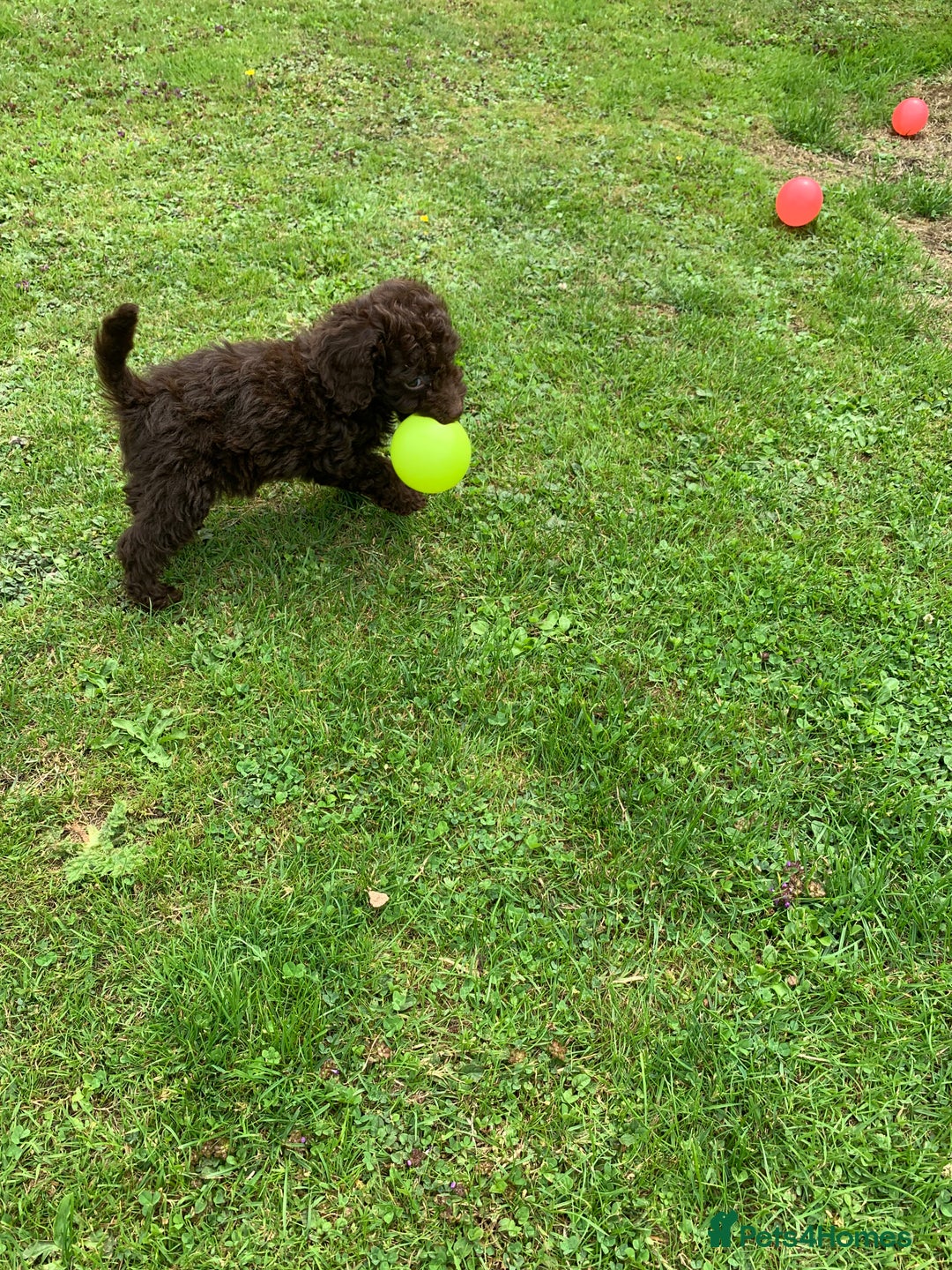 Cockapoo dogs for sale: READY NOW F1b Cockapoo puppies DNA CLEAR - Image 10