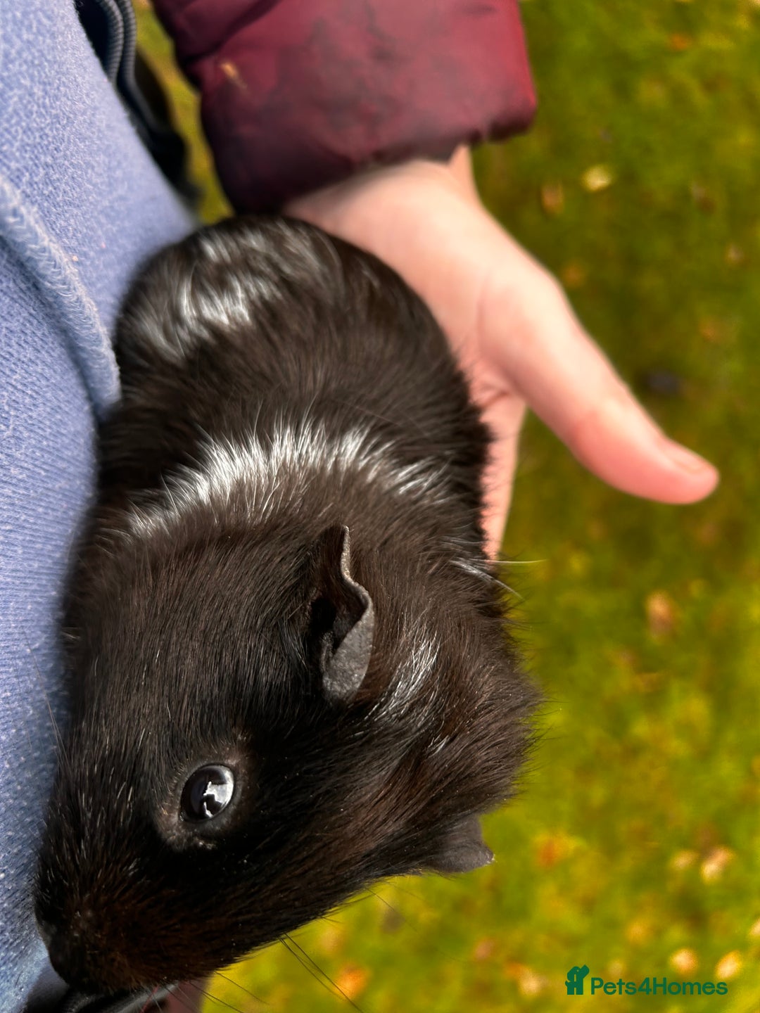 Guinea Pig rodents for sale: 2 baby boy guinea pigs available - Advert 1
