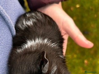 Guinea Pig rodents 2 baby boy guinea pigs available - Advert 15