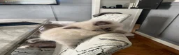 Ragdoll cats for sale: Ragdoll kittens  in Nelson - Advert 15