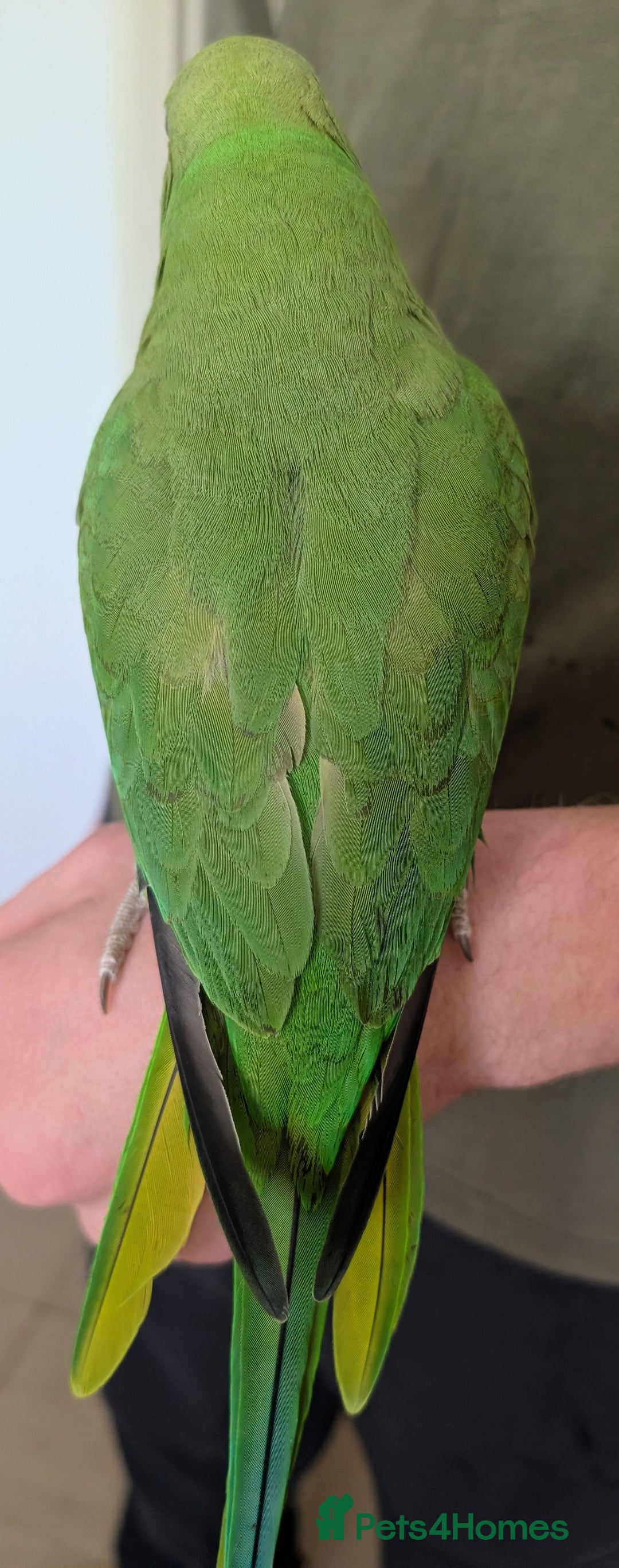 Ringnecks birds for sale: Female Indian ringneck hen with cage and full set  - Advert 2