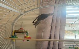 Cockatiels birds for sale: 4month old cockatiel with cage toys etc  - Image 2