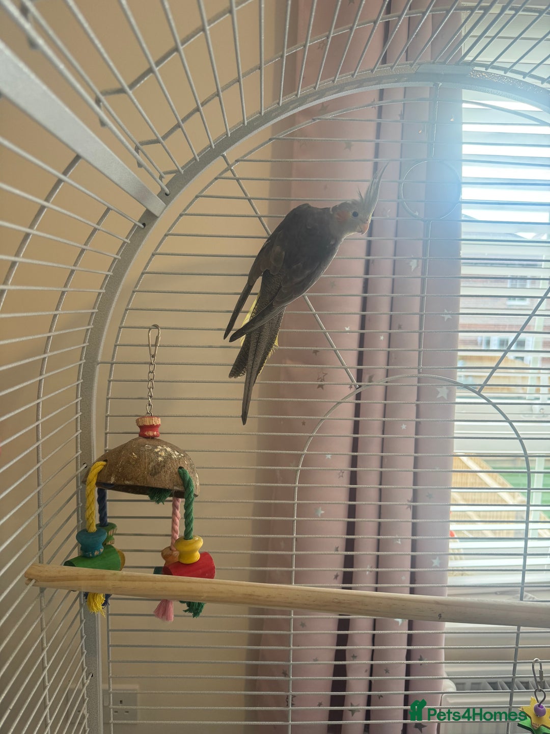 Cockatiels birds for sale: 4month old cockatiel with cage toys etc  - Image 2