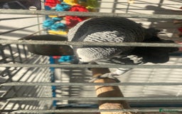 Parrots birds for sale: Semi Tame African Grey - Image 4