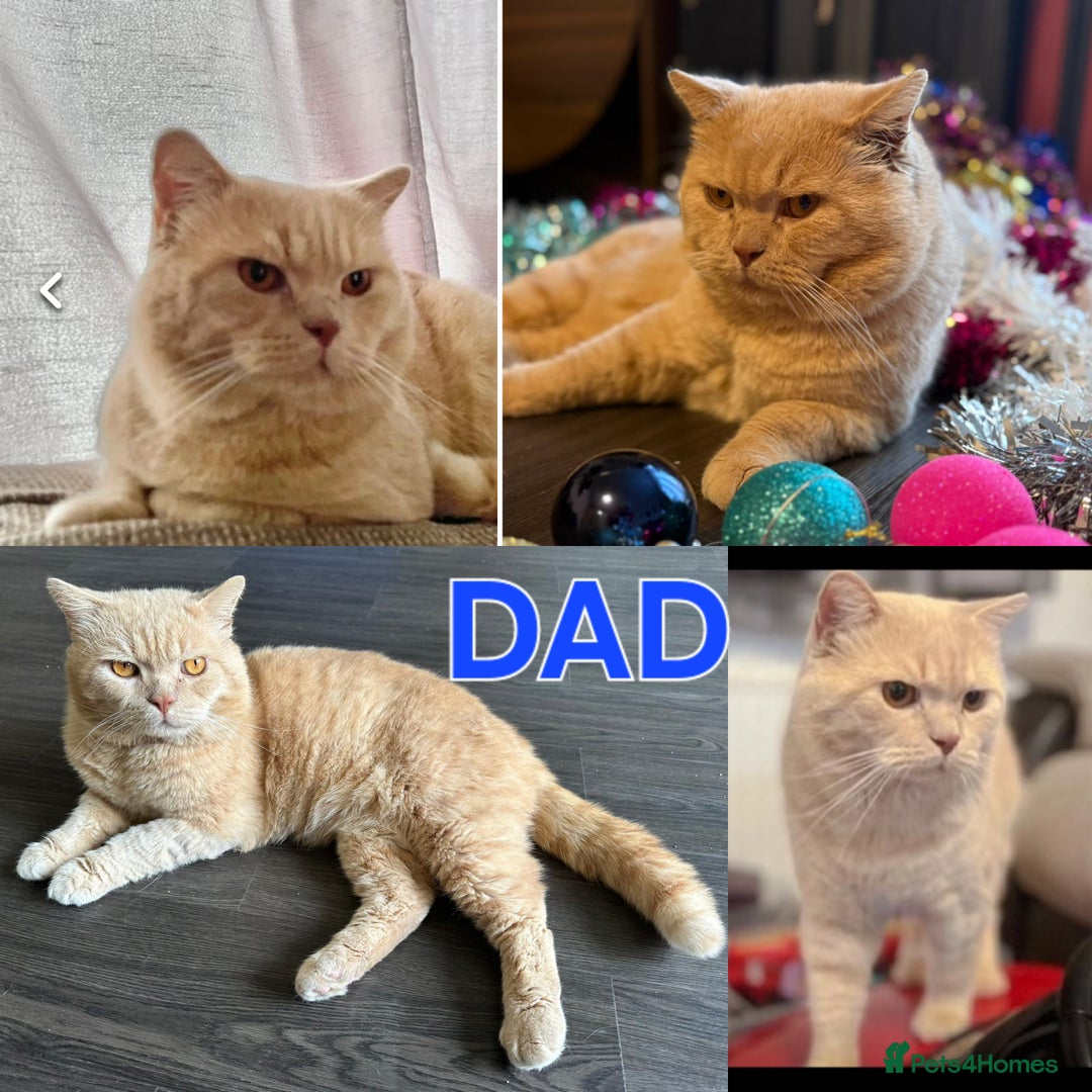 British Shorthair cats for sale: Last Scottish blue fold boy - Advert 13