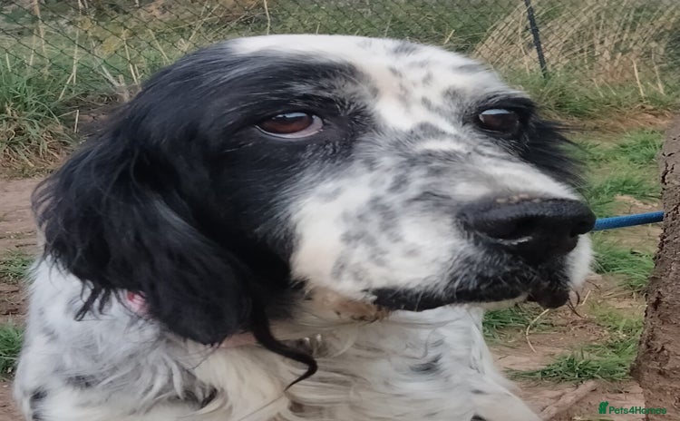 English Setter dogs Mascotte - Advert 8