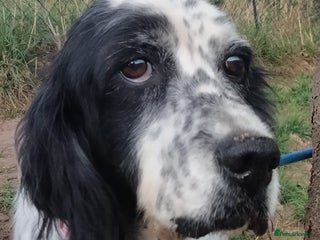 English Setter dogs Mascotte - Advert 6