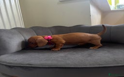 Miniature Dachshund dogs for sale: Stunning mini sausages  - Image 10