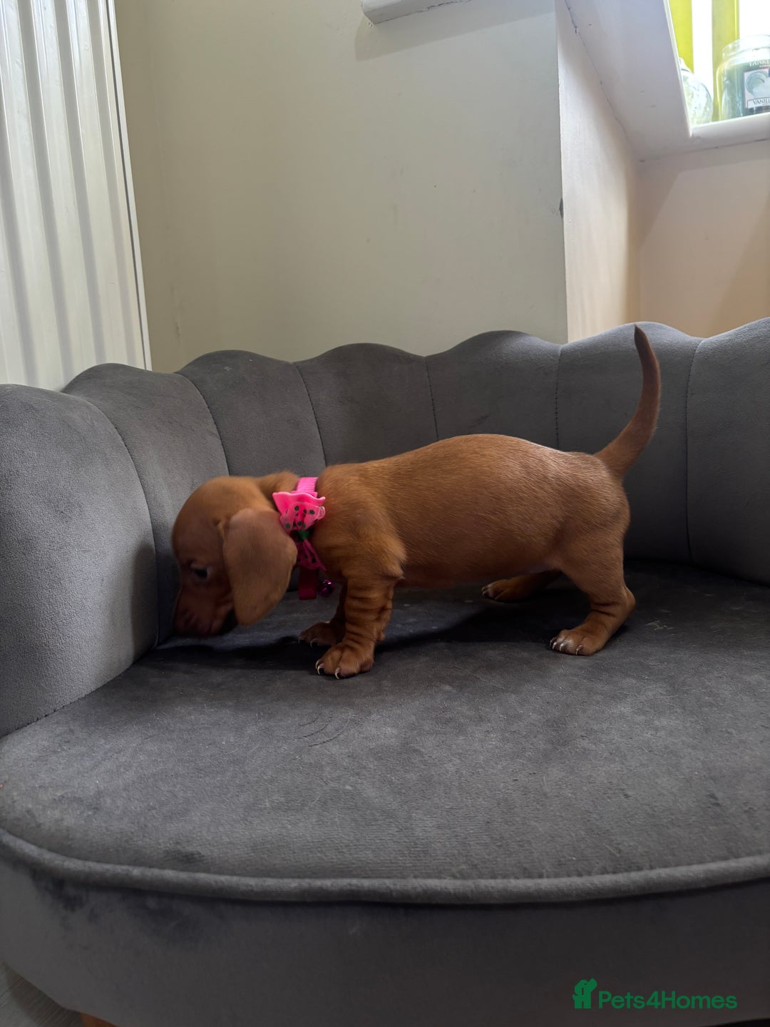 Miniature Dachshund dogs for sale: Stunning mini sausages  - Image 10