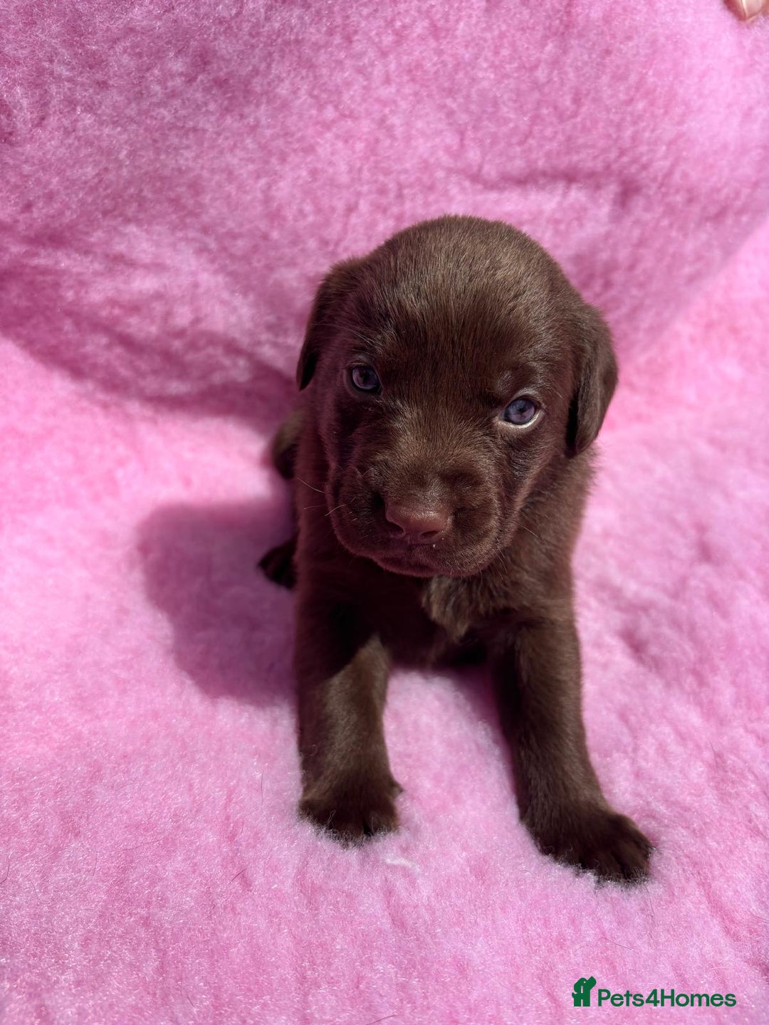 Labrador Retriever dogs for sale: KC reg DNA tested Labrador puppies. - Image 7