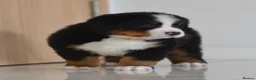 Bernese Mountain Dog dogs for sale: KC REGISTERED BERNEESE PUPPIES  - Advert 24