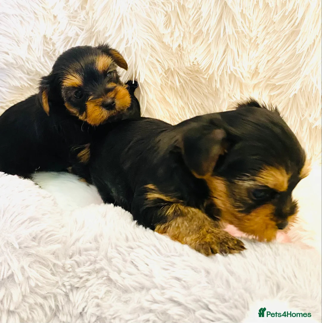 Yorkshire Terrier dogs for sale: KC Registered Yorkshire terrier puppy’s  - Advert 5