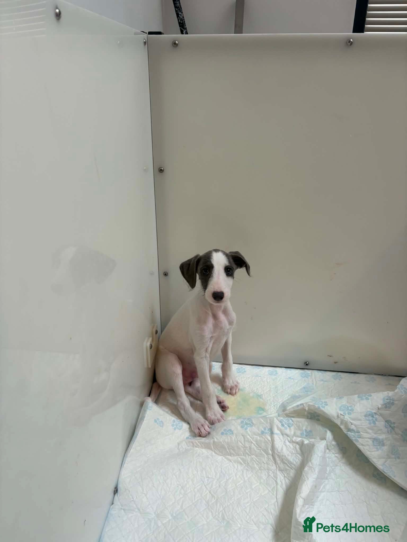 Mixed Breed dogs Bedding whippets  - Advert 2