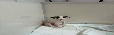 Bedlington whippet male 
