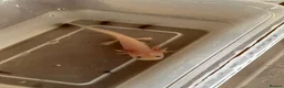 Axolotl reptiles for sale: Rescue Axolotls Looking For New Home  - Advert 18
