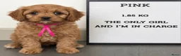 Cavapoo dogs for sale: Pedigree Cavapoo puppies health tested READY NOW - Advert 3