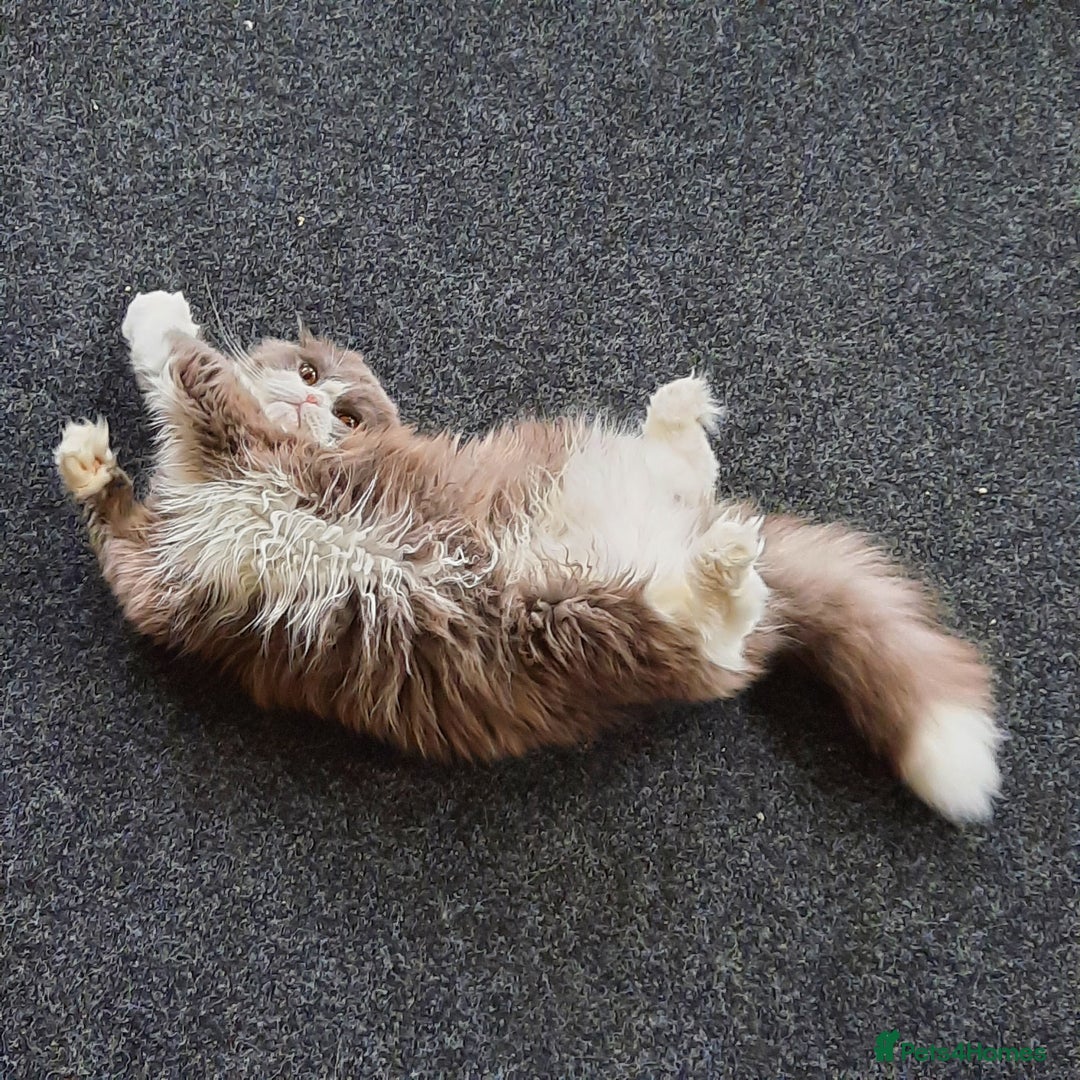 Scottish Fold cats for sale: TICA Registered Scottish Fold Young Neutered Girl - Advert 11