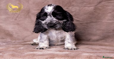 Cocker Spaniel dogs - Advert 15