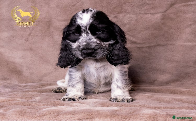 Cocker Spaniel dogs - Advert 1
