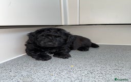 Mixed Breed dogs for sale: Poochon x chipoo small puppies - Image 8