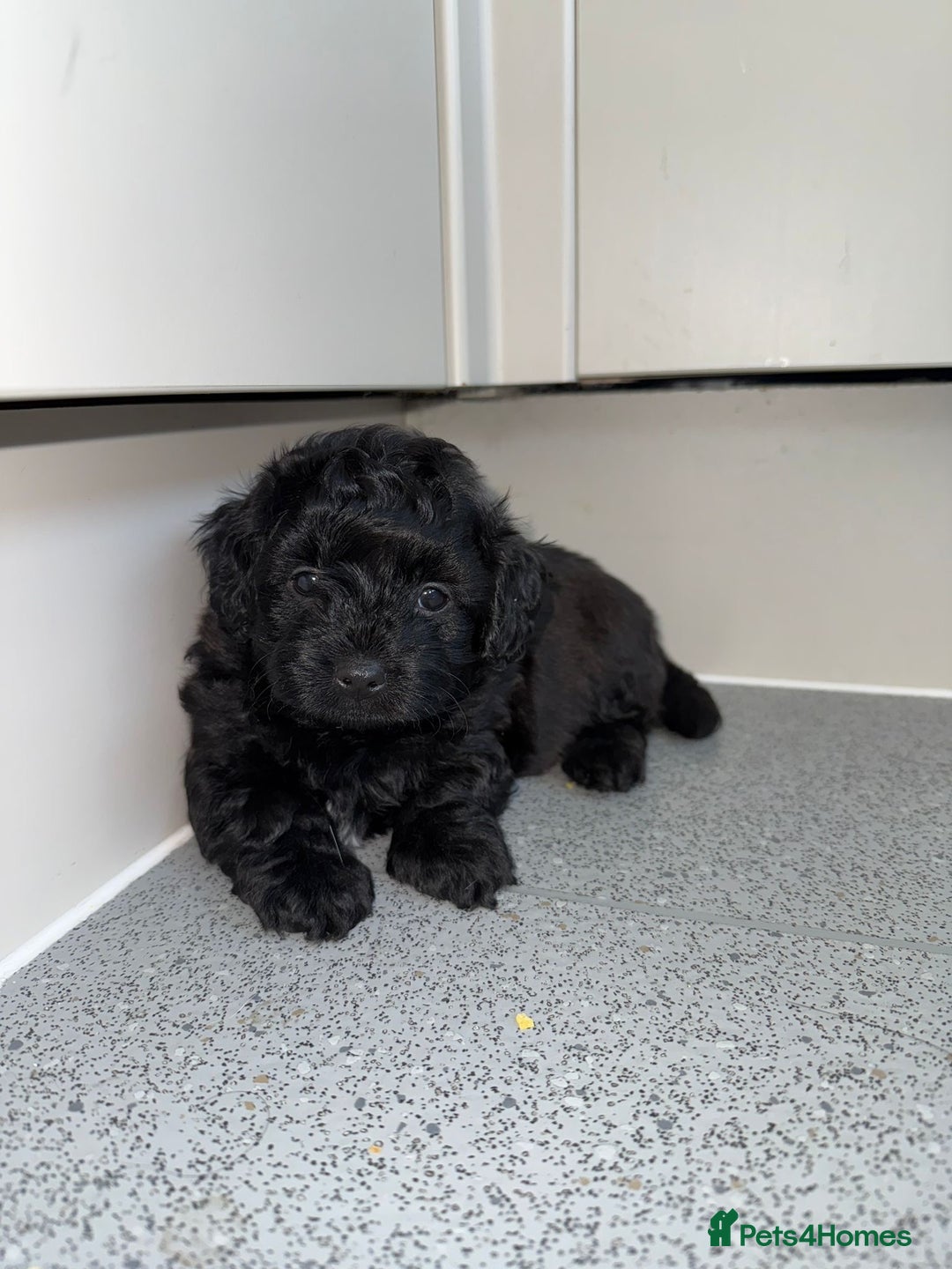 Mixed Breed dogs for sale: Poochon x chipoo small puppies - Image 8