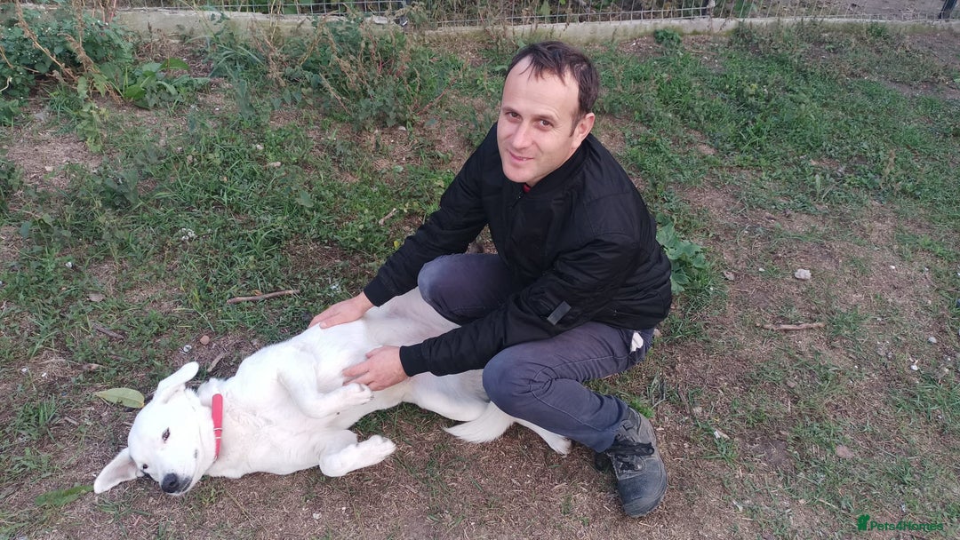 Mixed Breed dogs for adoption: 🌸MEET BIANCA - A Gentle Girl for a Loving Home - Advert 24