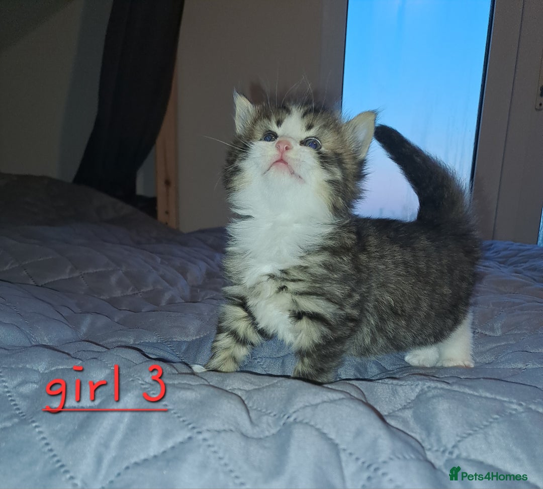 Domestic Shorthair cats for sale: 5 gorgeous kittens for sale  - Advert 24
