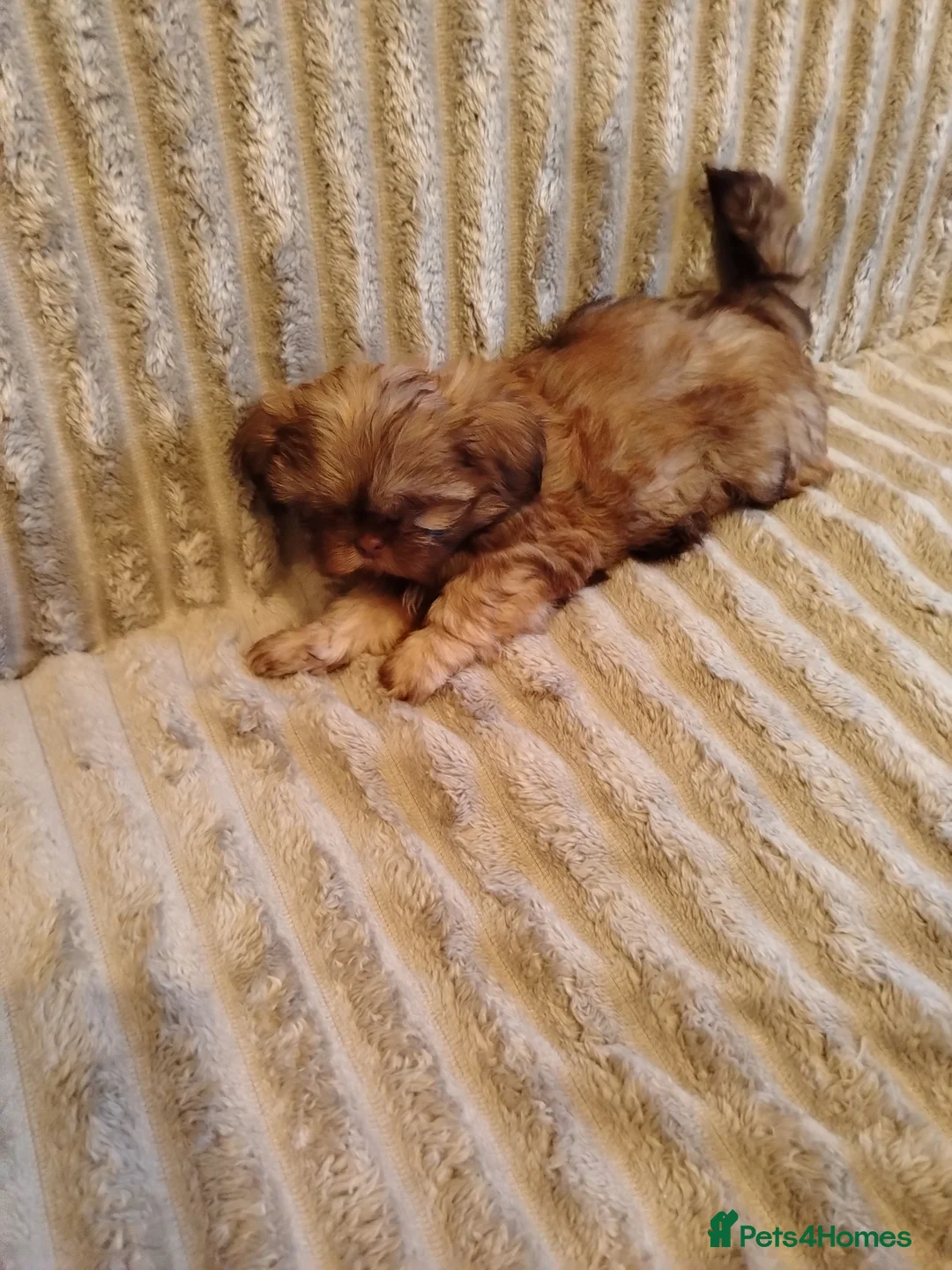 Shih Tzu dogs for sale: Beautiful imperial shih tzu babies  - Advert 17