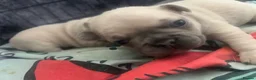 French Bulldog dogs for sale: Female French bulldogs 4 weeks old  - Advert 8