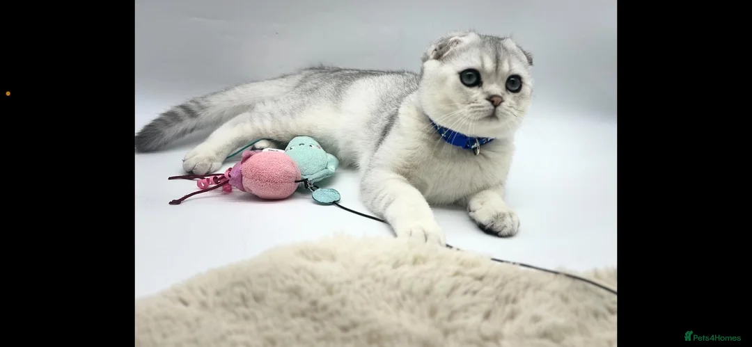 Scottish Fold cats for sale: Beautiful Scottish Fold Boy - Advert 4