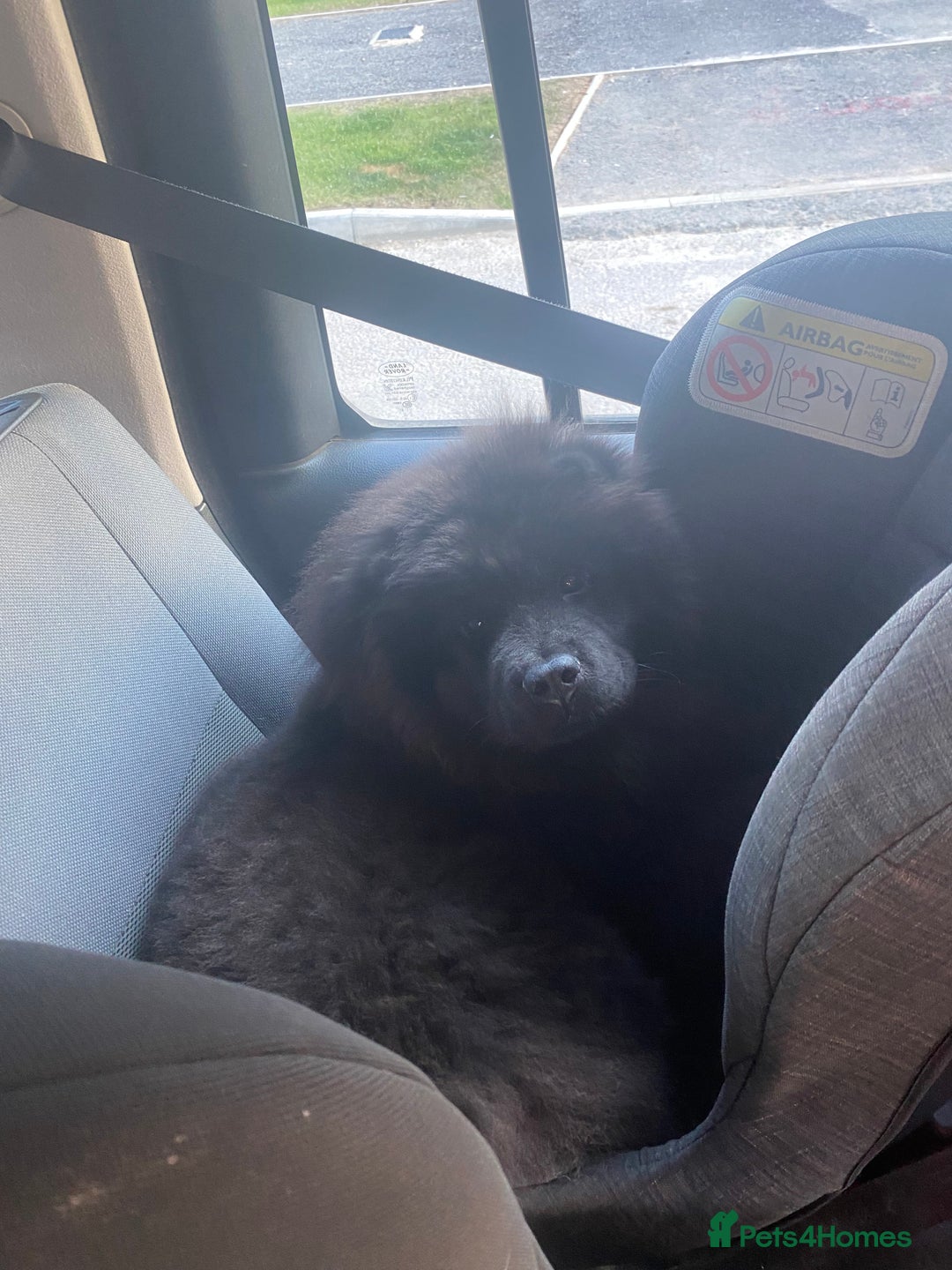 Chow Chow dogs for sale: Beautiful well bred chow chow - Image 3