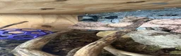 Boa Snake reptiles for sale: banana pied ball python  in Trowbridge - Advert 5