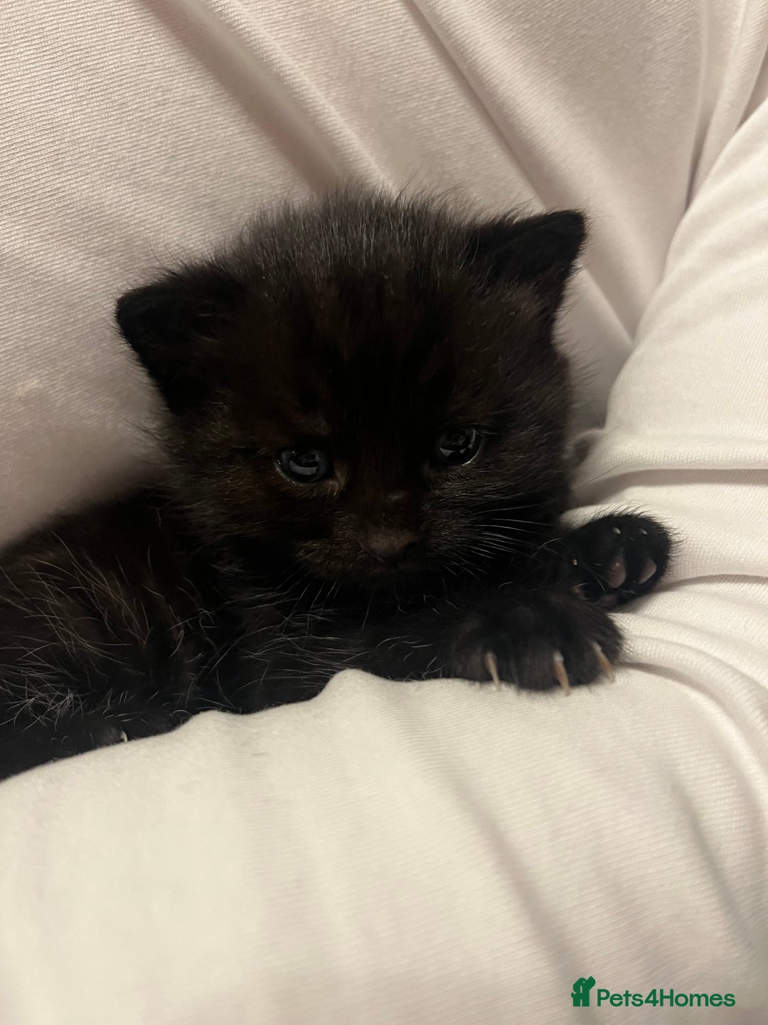 Mixed Breed cats for sale: 4 kittens for sale  - Advert 4