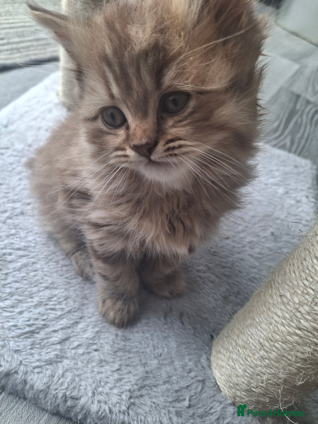 British Longhair cats for sale: 2 x Rare and stunning Pedigree BLH kittens - Image 13