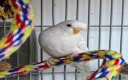 Budgerigars birds for sale: Semi Tame White Budgie 3 Months Old - Image 2