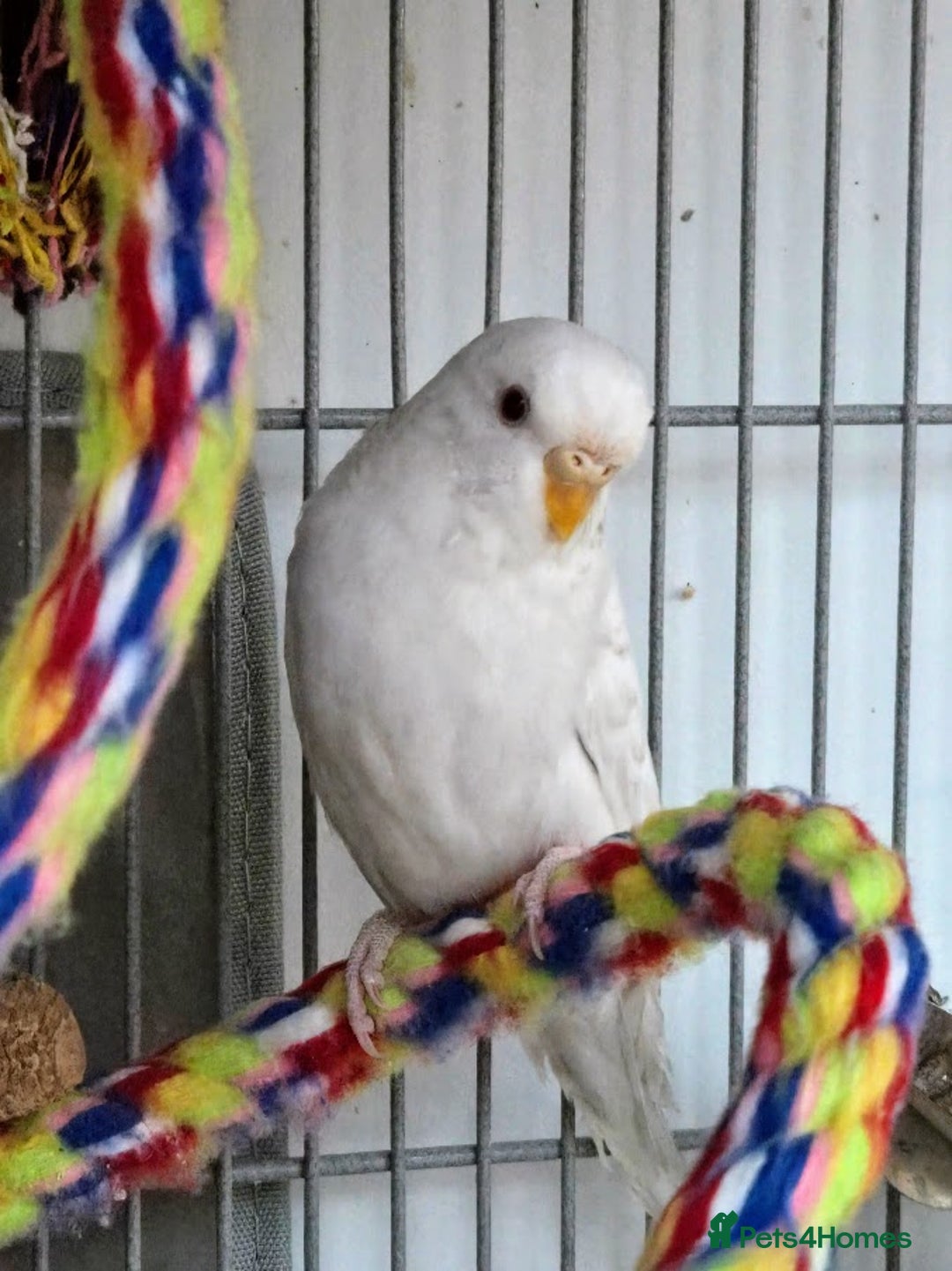 Budgerigars birds for sale: Semi Tame White Budgie 3 Months Old - Image 2