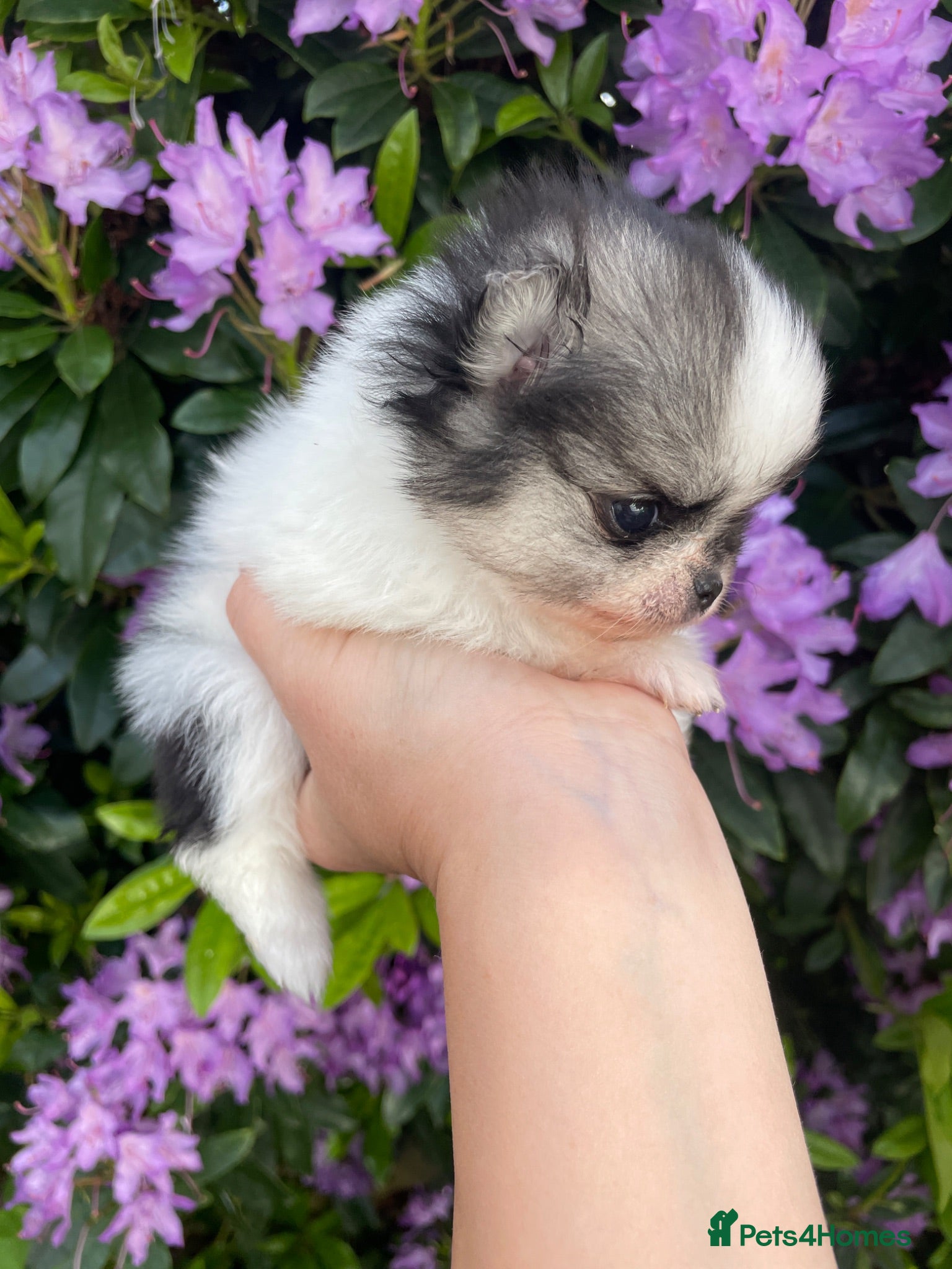 Pomeranian dogs Teddy bear faced tiny kc Pomeranian girls  - Advert 2