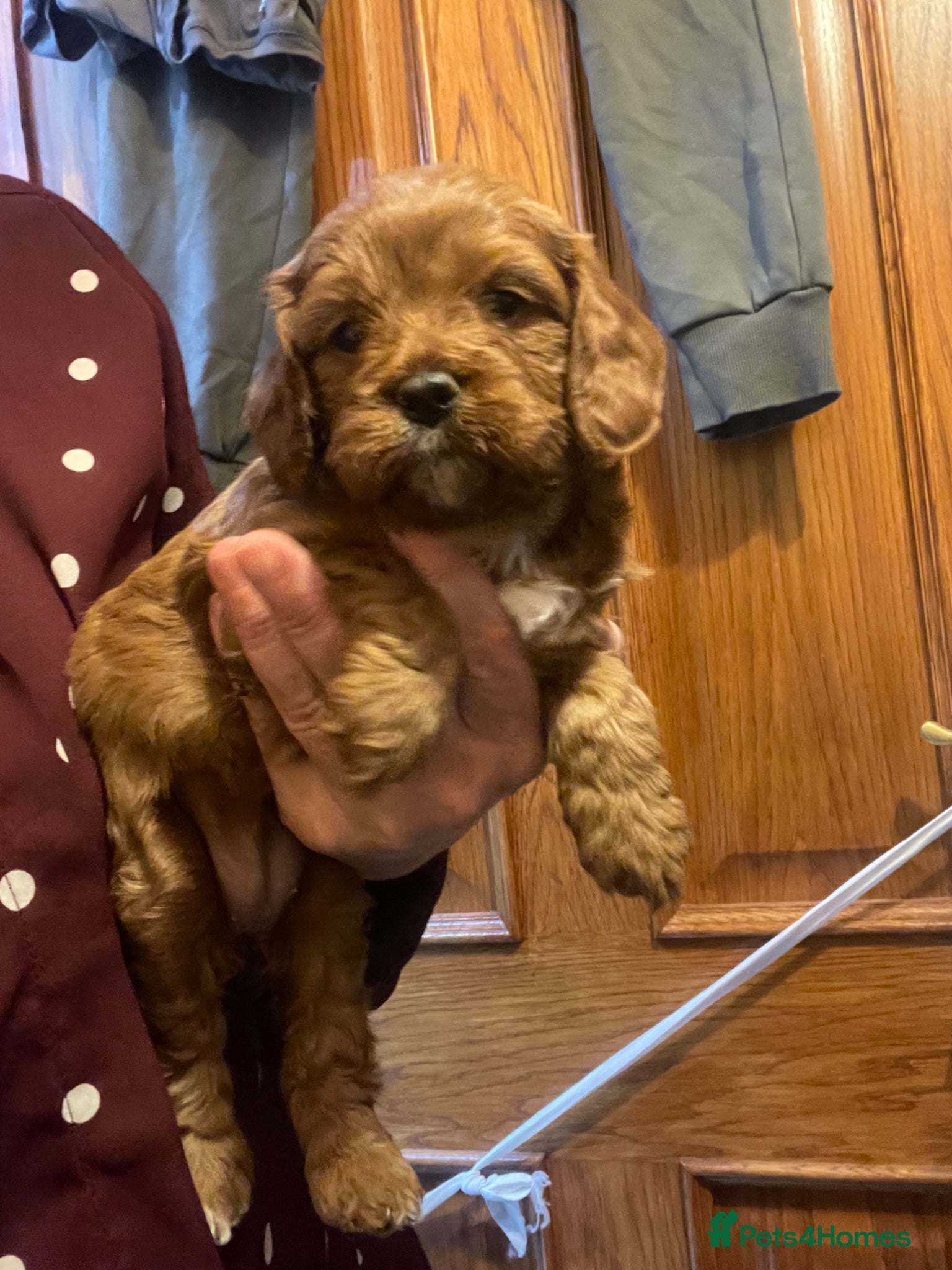 Cavapoo dogs Cavapoooo f1  - Advert 1