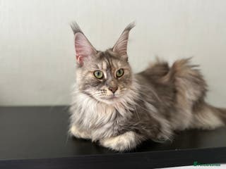 Maine Coon cats Registered pedigree maine coon for sale - Advert 6