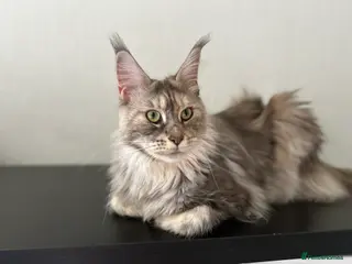 Maine Coon cats Registered pedigree maine coon for sale - Advert 2
