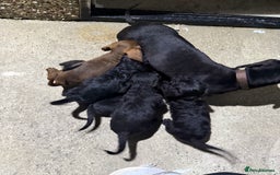 Doxiepoo dogs for sale: Daxi poos - Image 25