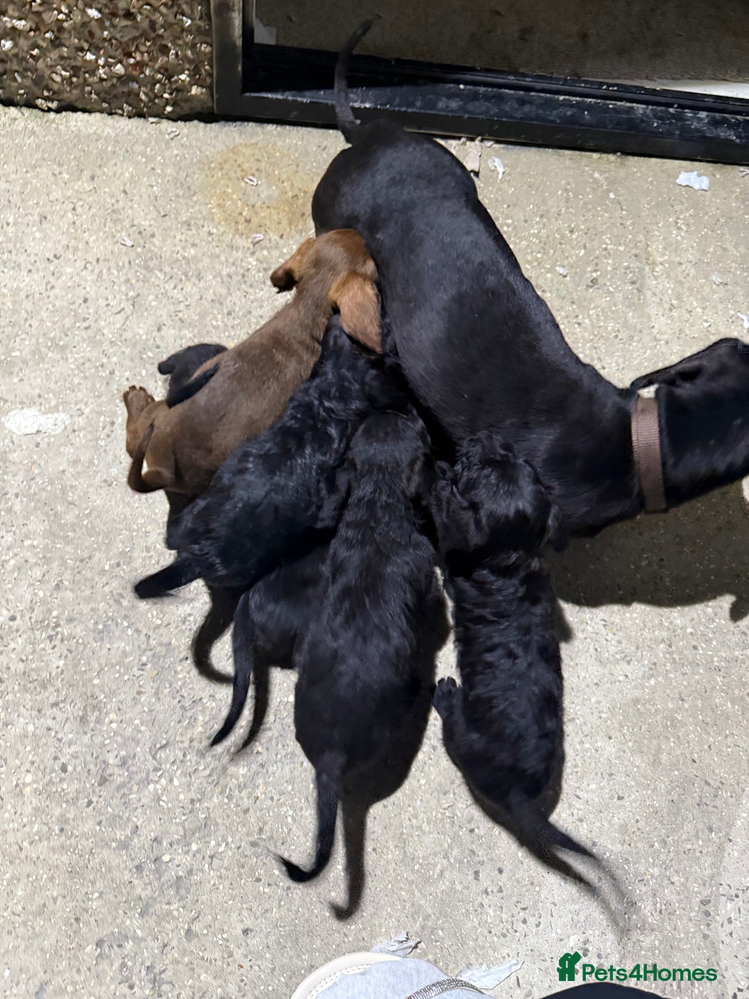 Doxiepoo dogs for sale: Daxi poos - Image 25