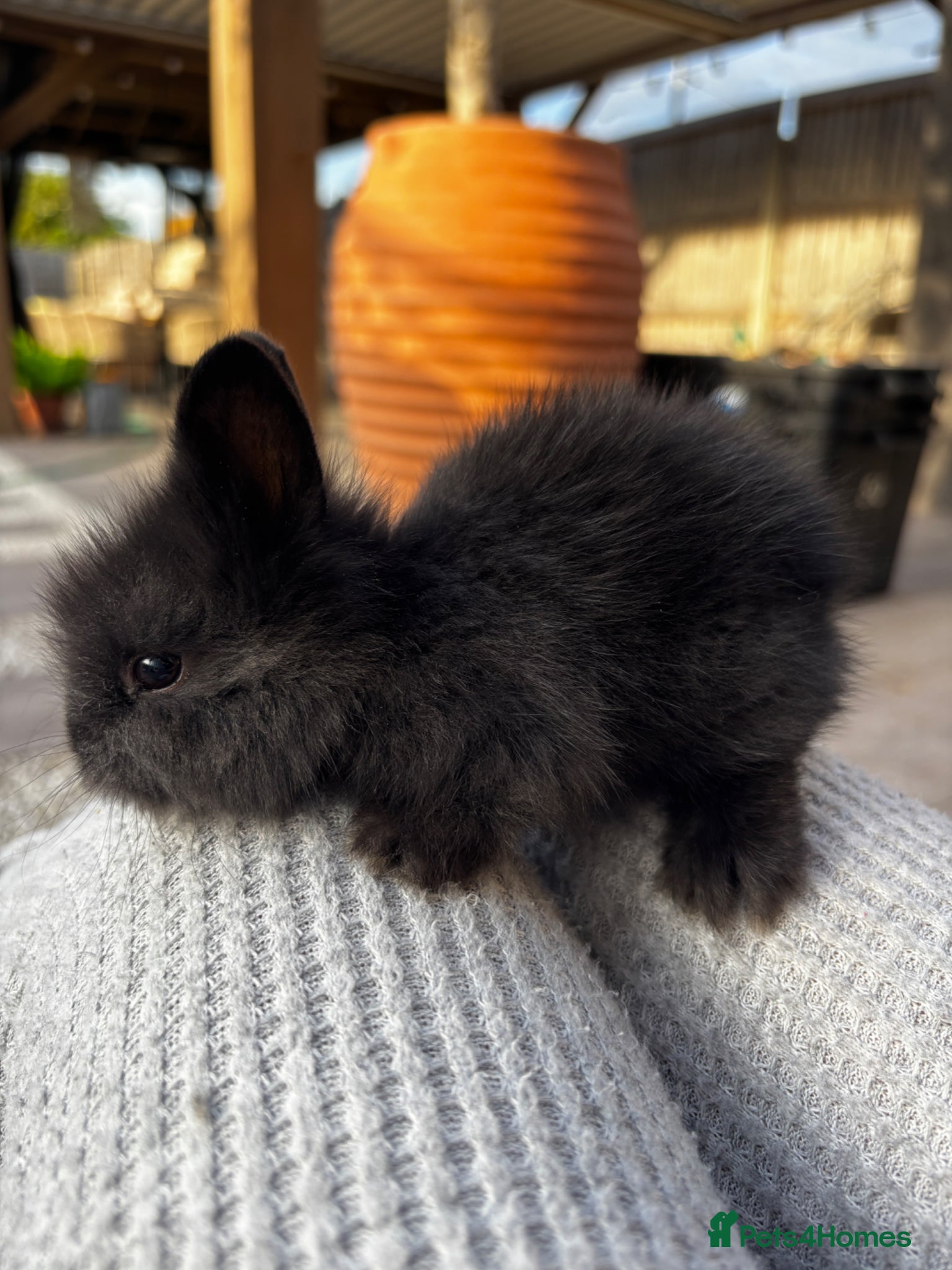 Mixed Breed rabbits Beautiful Baby Rabbits – Two Lovely Litters - Advert 11