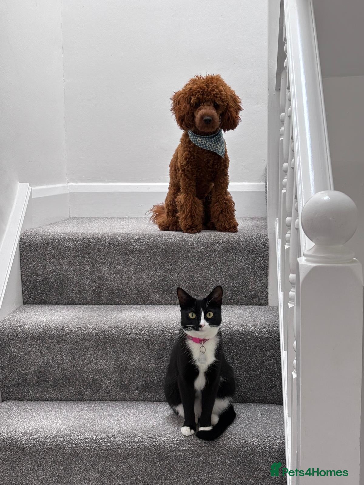Miniature Poodle dogs Sweet Mini Poodle Stud – Archie | KC Reg & Tested - Advert 2