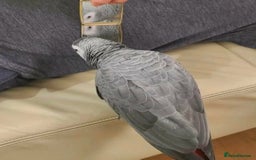 Parrots birds for sale: Hand-reared African Grey Parrot for Sale - Image 2