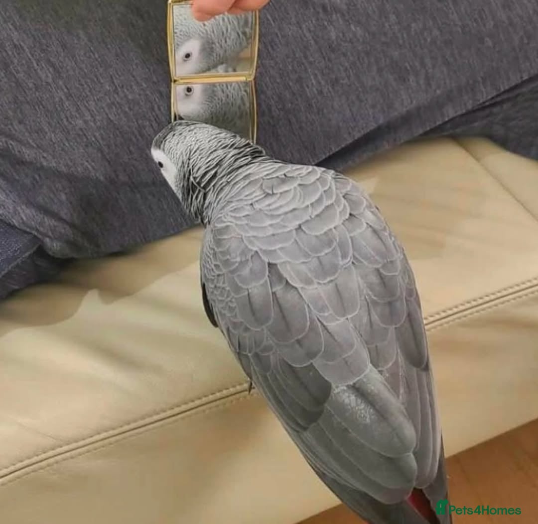 Parrots birds for sale: Hand-reared African Grey Parrot for Sale - Image 2