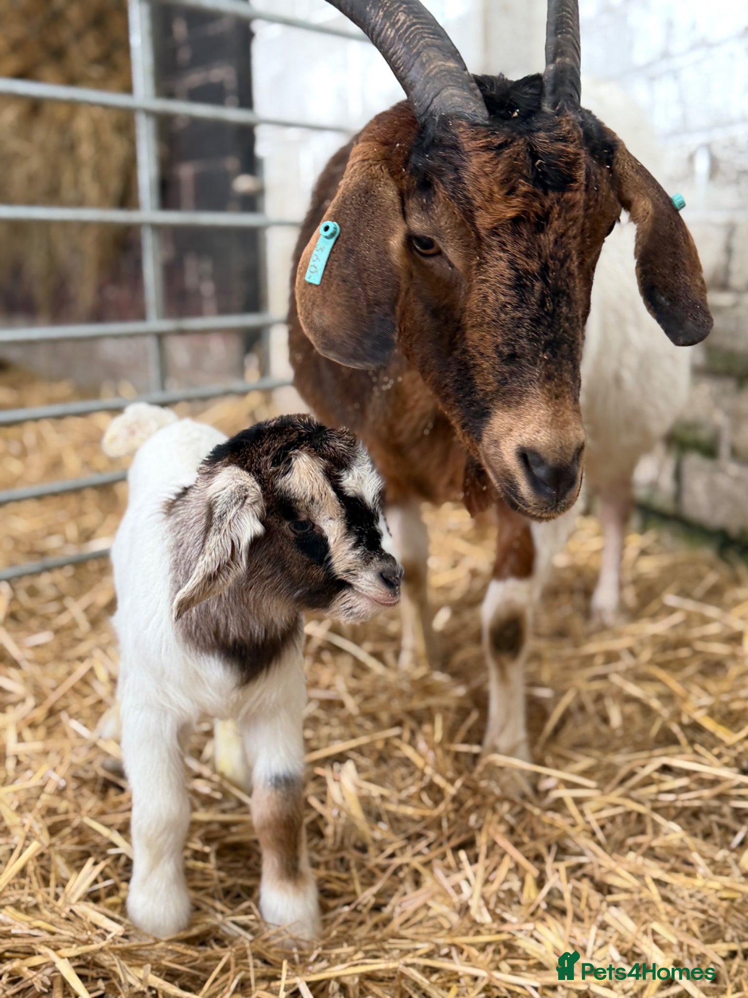 Goats livestock for sale: goats for sale (Not all goats are in the pictures) - Advert 6