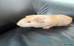 Guinea Pig rodents for sale: Baby Guinea pigs for sale 2 females 4 males  - Image 5