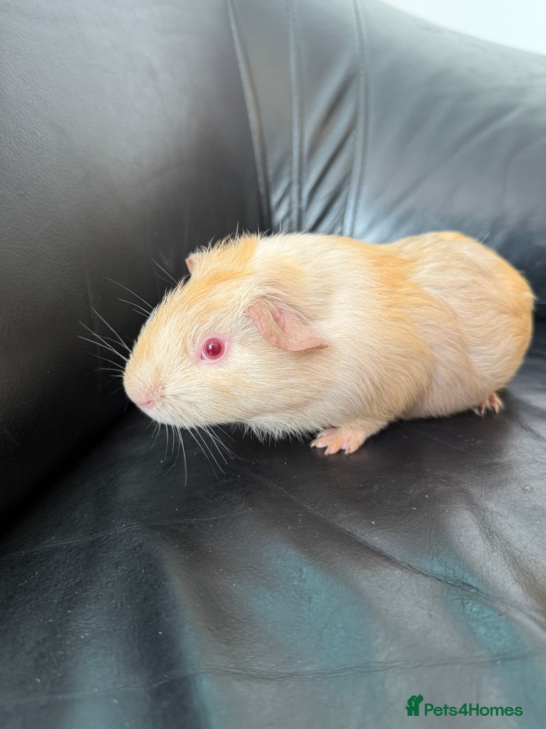 Guinea Pig rodents for sale: Baby Guinea pigs for sale 2 females 4 males  - Image 5