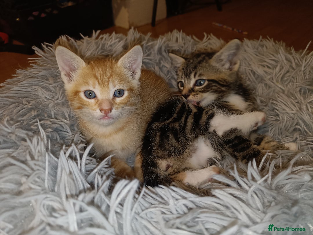 Mixed Breed cats for sale: Calico Mum, Tabby Dad kittens for sale - Image 25
